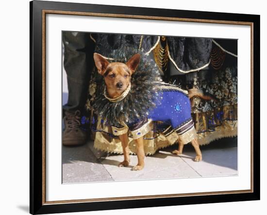 Small Dog in Carnival Costume, Venice Carnival, Venice, Veneto, Italy-Bruno Morandi-Framed Photographic Print