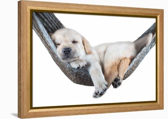 Small Dog Lying in the Hammock-Beate Margraf-Framed Premier Image Canvas