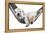 Small Dog Lying in the Hammock-Beate Margraf-Framed Premier Image Canvas