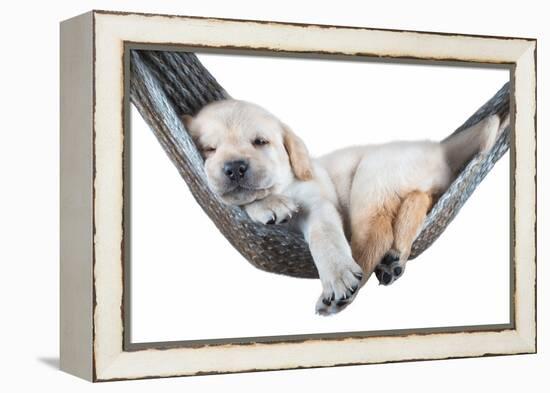 Small Dog Lying in the Hammock-Beate Margraf-Framed Premier Image Canvas