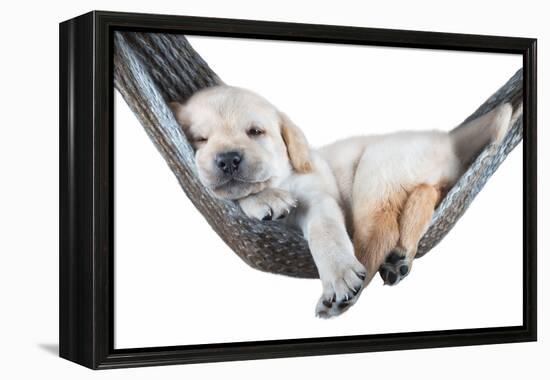 Small Dog Lying in the Hammock-Beate Margraf-Framed Premier Image Canvas