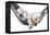 Small Dog Lying in the Hammock-Beate Margraf-Framed Premier Image Canvas