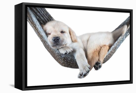 Small Dog Lying in the Hammock-Beate Margraf-Framed Premier Image Canvas