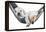 Small Dog Lying in the Hammock-Beate Margraf-Framed Premier Image Canvas