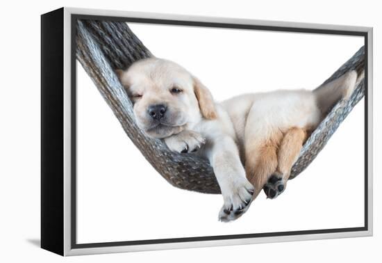 Small Dog Lying in the Hammock-Beate Margraf-Framed Premier Image Canvas