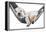 Small Dog Lying in the Hammock-Beate Margraf-Framed Premier Image Canvas