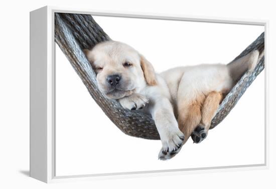 Small Dog Lying in the Hammock-Beate Margraf-Framed Premier Image Canvas