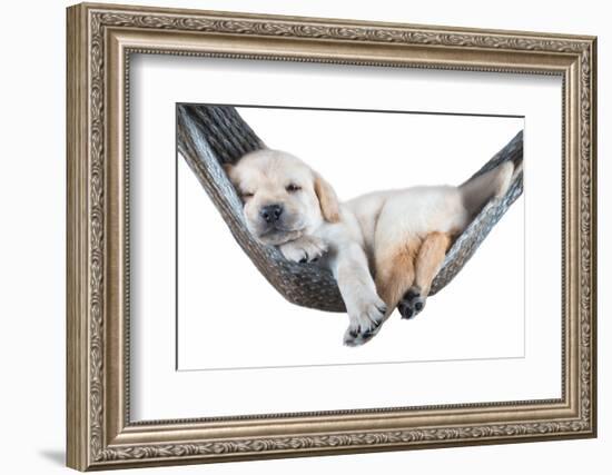 Small Dog Lying in the Hammock-Beate Margraf-Framed Photographic Print