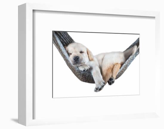 Small Dog Lying in the Hammock-Beate Margraf-Framed Photographic Print