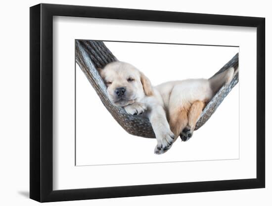 Small Dog Lying in the Hammock-Beate Margraf-Framed Photographic Print