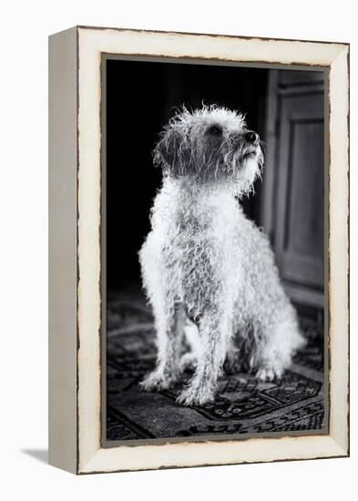 Small Dog Sitting-Tim Kahane-Framed Premier Image Canvas