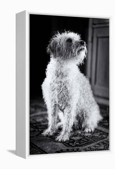 Small Dog Sitting-Tim Kahane-Framed Premier Image Canvas