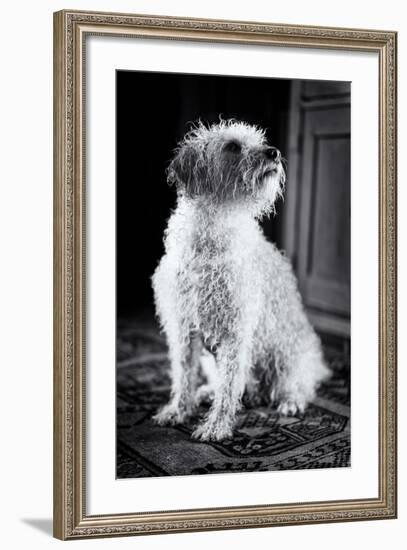 Small Dog Sitting-Tim Kahane-Framed Photographic Print