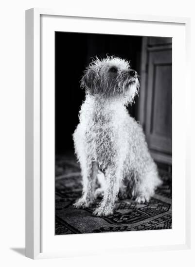 Small Dog Sitting-Tim Kahane-Framed Photographic Print