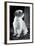 Small Dog Sitting-Tim Kahane-Framed Photographic Print