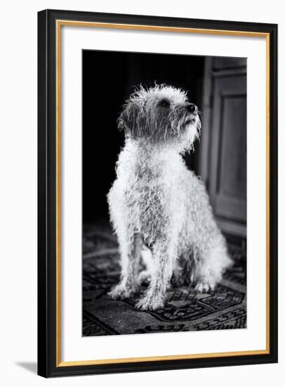 Small Dog Sitting-Tim Kahane-Framed Photographic Print