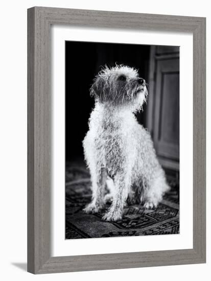 Small Dog Sitting-Tim Kahane-Framed Photographic Print
