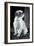 Small Dog Sitting-Tim Kahane-Framed Photographic Print