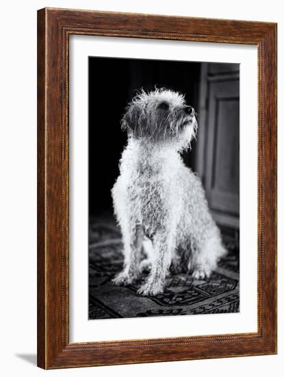 Small Dog Sitting-Tim Kahane-Framed Photographic Print