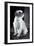 Small Dog Sitting-Tim Kahane-Framed Photographic Print