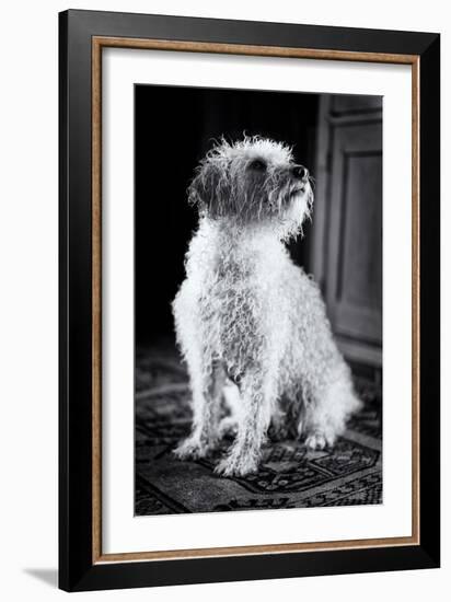 Small Dog Sitting-Tim Kahane-Framed Photographic Print