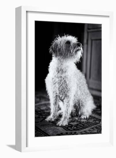 Small Dog Sitting-Tim Kahane-Framed Photographic Print