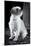 Small Dog Sitting-Tim Kahane-Mounted Photographic Print