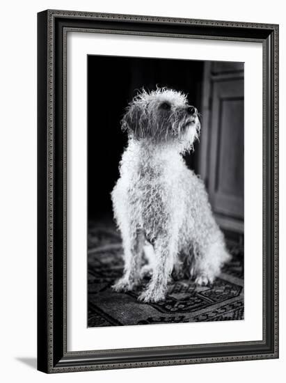 Small Dog Sitting-Tim Kahane-Framed Photographic Print