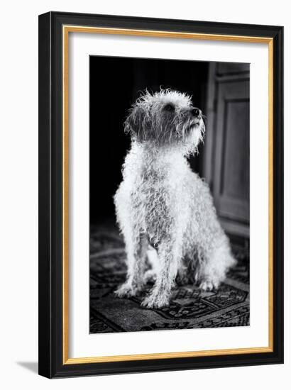 Small Dog Sitting-Tim Kahane-Framed Photographic Print