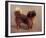 Small Dog-Charles Spencelayh-Framed Premium Giclee Print