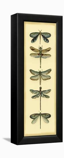 Small Dragonfly Collector I-Chariklia Zarris-Framed Stretched Canvas