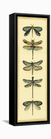 Small Dragonfly Collector I-Chariklia Zarris-Framed Stretched Canvas