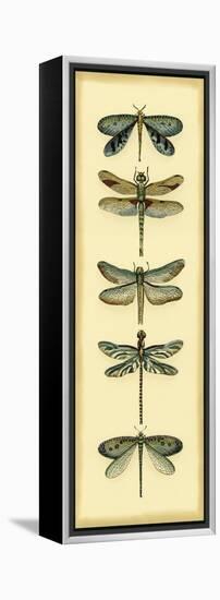 Small Dragonfly Collector I-Chariklia Zarris-Framed Stretched Canvas