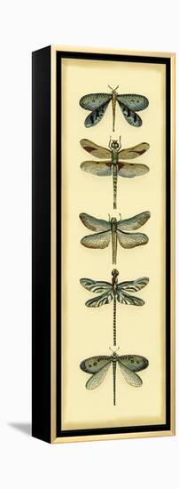 Small Dragonfly Collector I-Chariklia Zarris-Framed Stretched Canvas