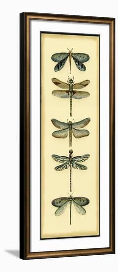 Small Dragonfly Collector I-Chariklia Zarris-Framed Art Print