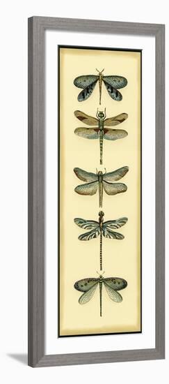 Small Dragonfly Collector I-Chariklia Zarris-Framed Art Print