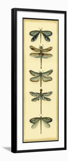 Small Dragonfly Collector I-Chariklia Zarris-Framed Art Print