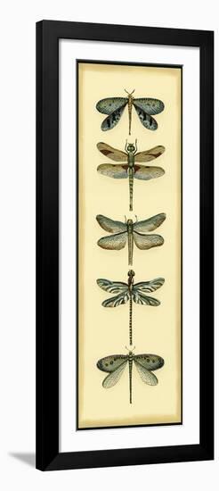 Small Dragonfly Collector I-Chariklia Zarris-Framed Art Print