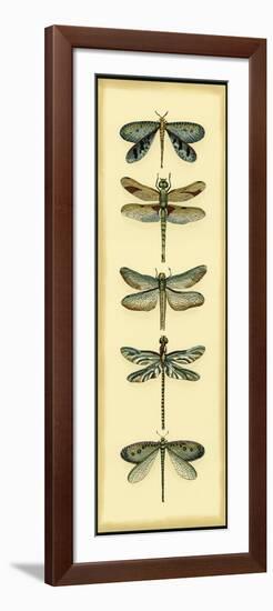 Small Dragonfly Collector I-Chariklia Zarris-Framed Art Print