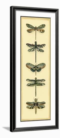 Small Dragonfly Collector II-Chariklia Zarris-Framed Art Print