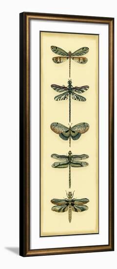 Small Dragonfly Collector II-Chariklia Zarris-Framed Art Print