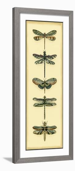 Small Dragonfly Collector II-Chariklia Zarris-Framed Art Print