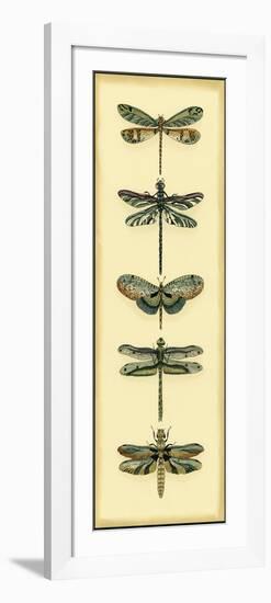 Small Dragonfly Collector II-Chariklia Zarris-Framed Art Print