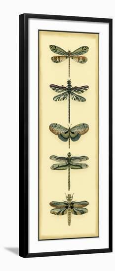 Small Dragonfly Collector II-Chariklia Zarris-Framed Art Print