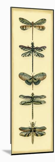 Small Dragonfly Collector II-Chariklia Zarris-Mounted Art Print