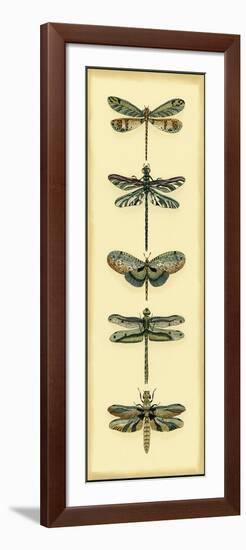 Small Dragonfly Collector II-Chariklia Zarris-Framed Art Print