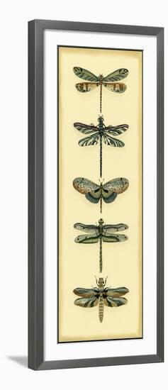 Small Dragonfly Collector II-Chariklia Zarris-Framed Art Print