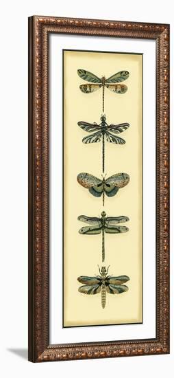 Small Dragonfly Collector II-Chariklia Zarris-Framed Art Print