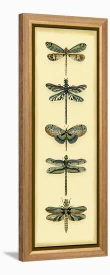 Small Dragonfly Collector II-Chariklia Zarris-Framed Stretched Canvas