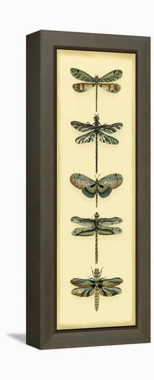 Small Dragonfly Collector II-Chariklia Zarris-Framed Stretched Canvas